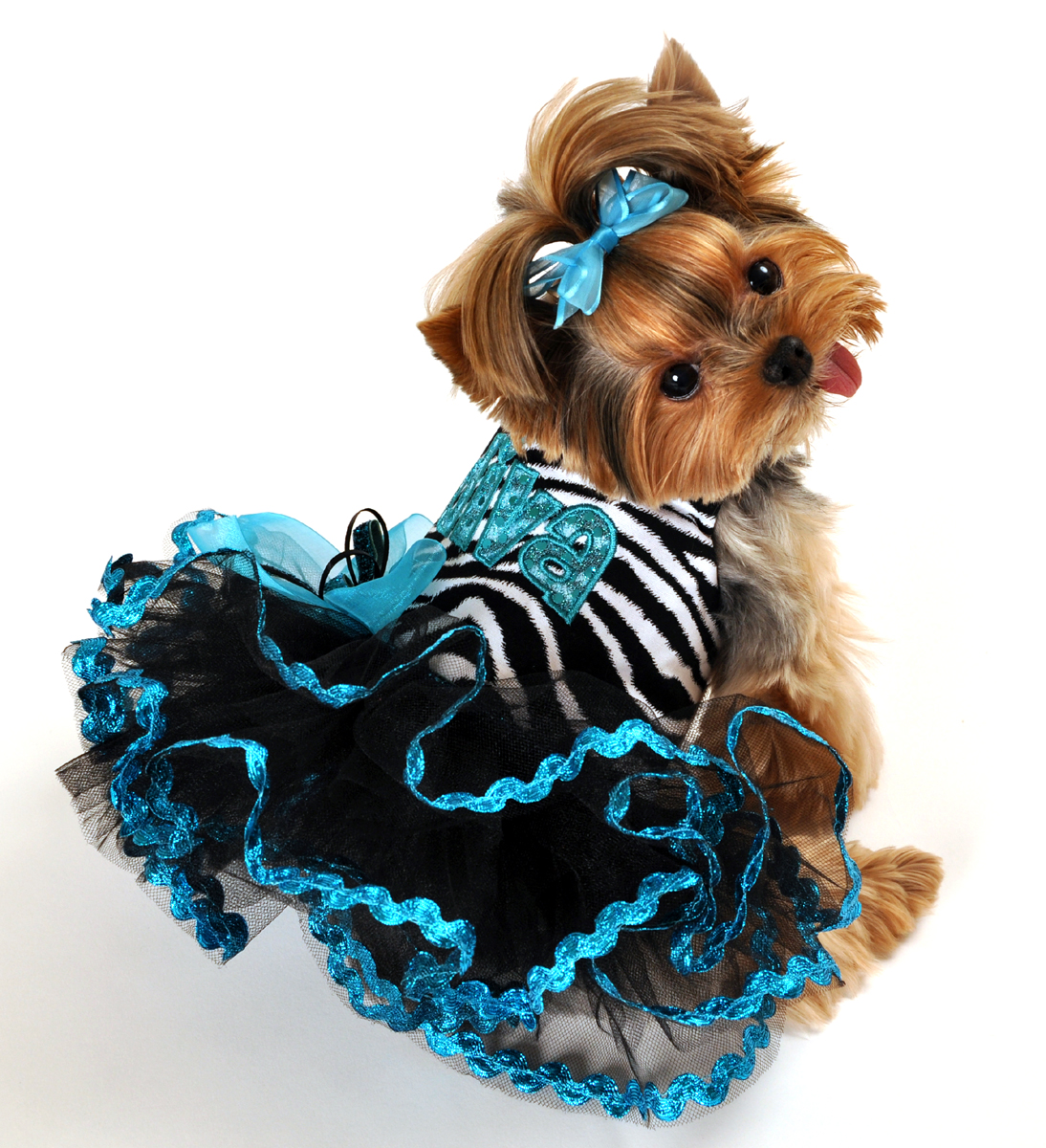 upscale dog clothes